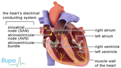 Illustration showing the chambers and electrical conducting system of the heart